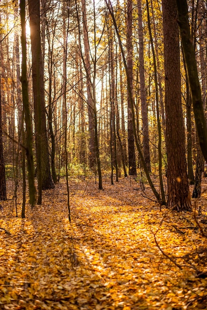 Autumn forest with orange and yellow leaves