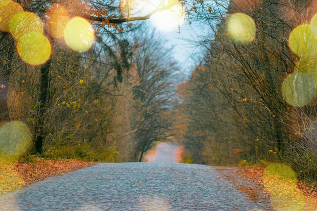 Autumn forest with path Autumn dawn scenery with colorful trees Fabulous european forest