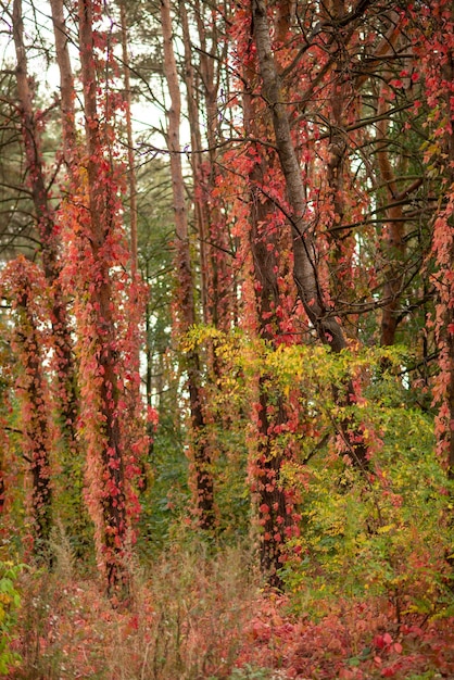 Autumn forest with red wild grapes