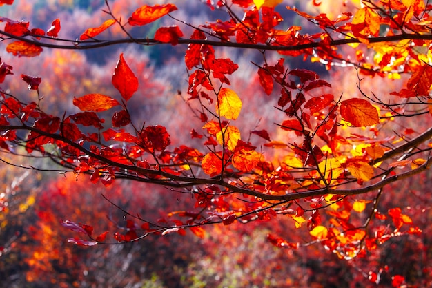 Autumn forest with red and yellow leaves