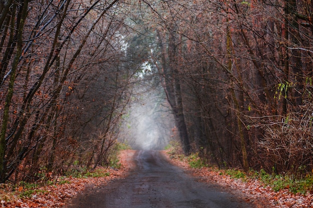 Bosco autunnale con strada rurale