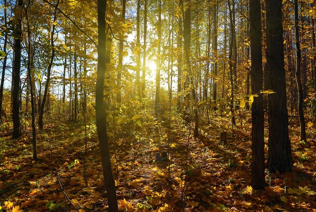 Autumn forest with sun