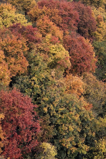 さまざまな色の木々のある秋の森