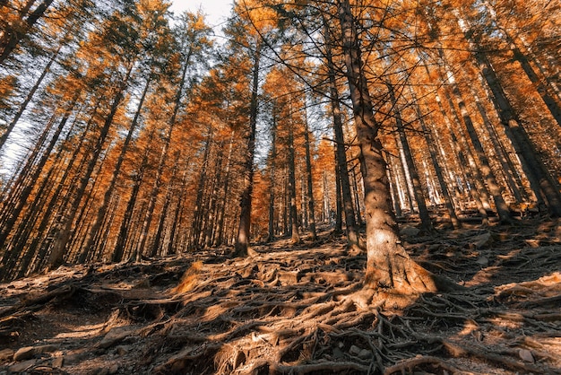大きな根が地面から突き出ている木のある秋の森。
