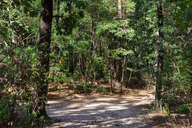 autumn forest with trodden paths