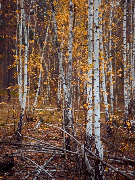 Bosco autunnale con betulle gialle.