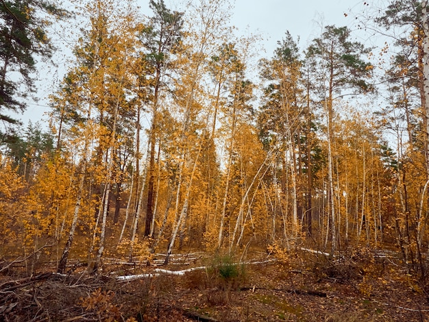 Осенний лес с желтыми березками.