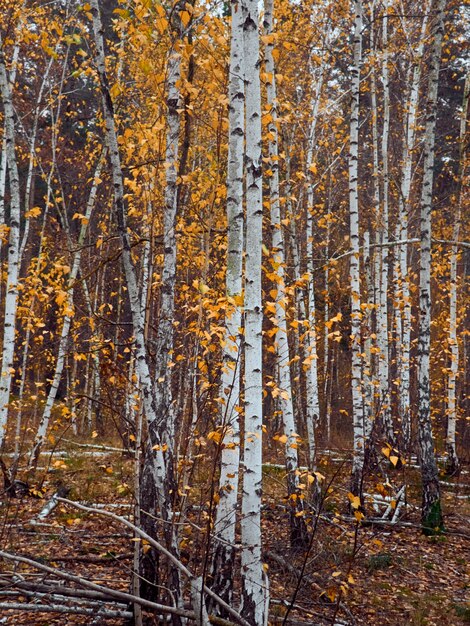 Autumn forest with yellow birches.