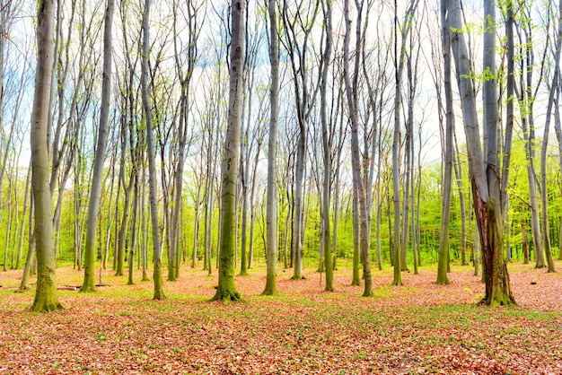 Foto foresta autunnale con foglie gialle cadute e alberi verdi