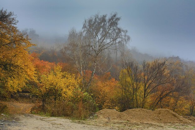 autumn forest with yellow foliage in the fog