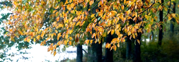 川の近くの木、秋の背景に黄色の葉を持つ秋の森