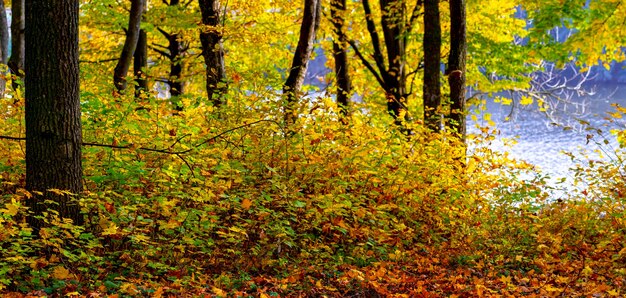 Foresta autunnale con foglie gialle sugli alberi vicino al fiume in una giornata di sole