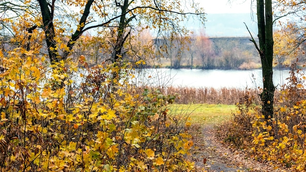 Autumn forest with yellow leaves on the trees and the road to the river