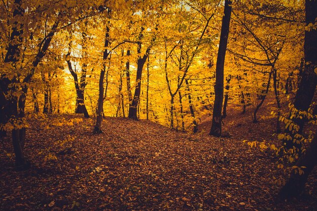 Autumn forest with yellow leaves