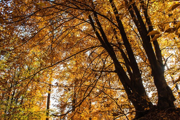 Autumn forest with yellow leaves