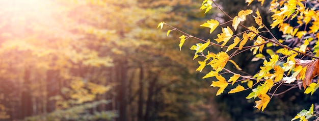 Autumn forest with yellow maple leaves on a blurred background in sunny weather