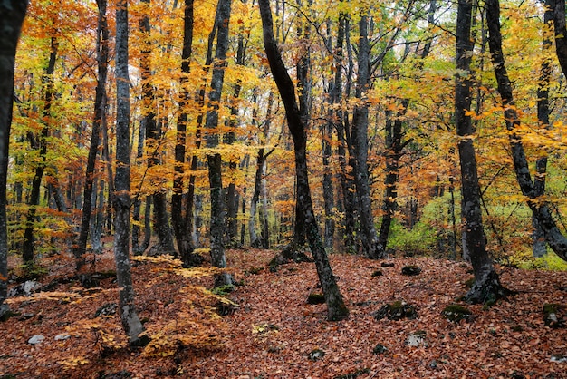 Autunno foresta