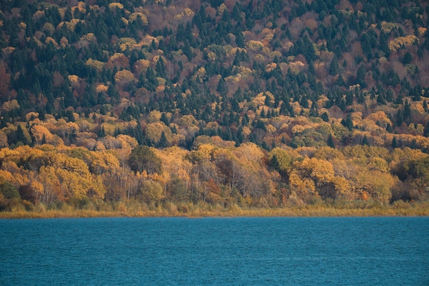 Autumn In Forest