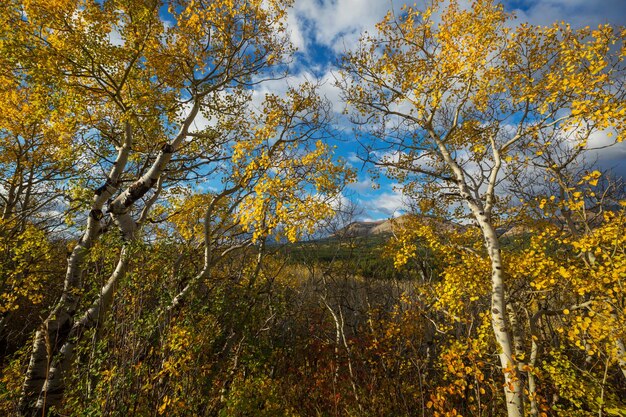 Autumn forest