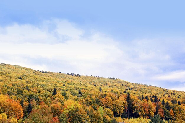 Autumn in the forest