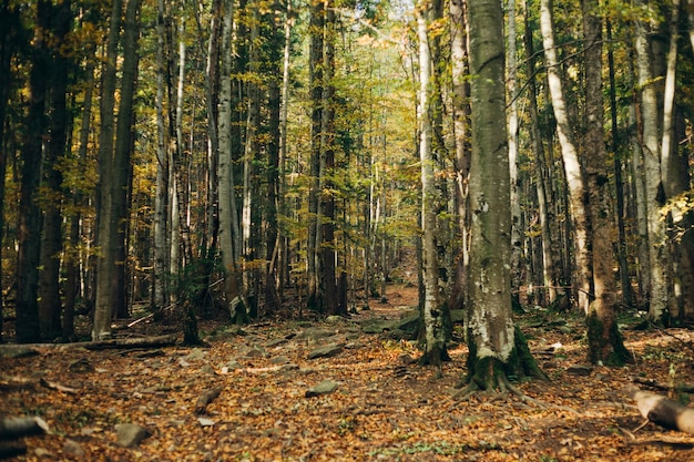 Autumn forest