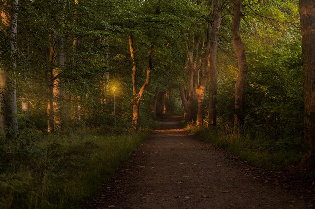 Photo autumn in the forest