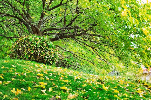 Autumn in the forest.