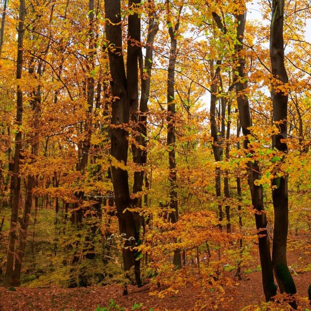 Autumn Forest