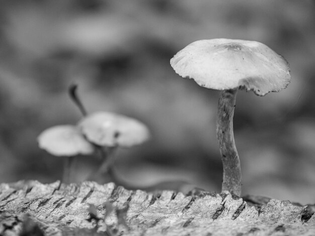 autumn in the forrest