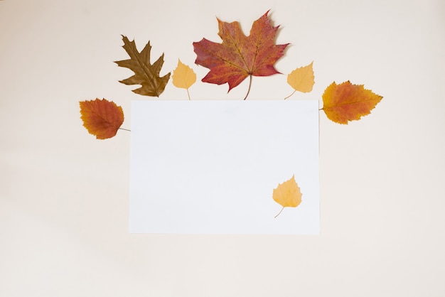 Autumn frame of dry yellow tree leaves on a white background. Flat lay. Copy space.