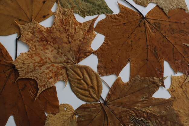 Autumn frame and  fall texture with leaves Halloween Thanksgiving day background