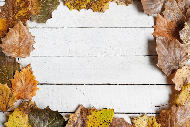 Autumn frame, white wooden with copy space, colorful leaves