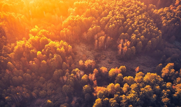 Autumn frosty morning with fog in the forest