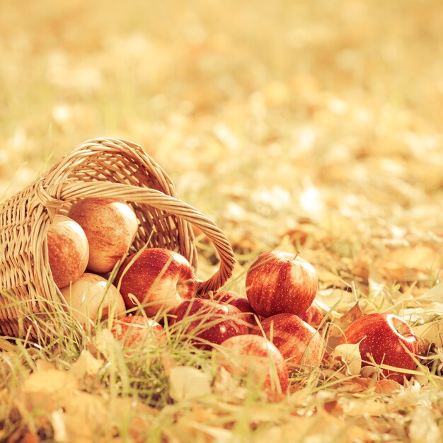 Autumn fruits outdoors. Basket of red apples. Thanksgiving holiday concept. Retro toned