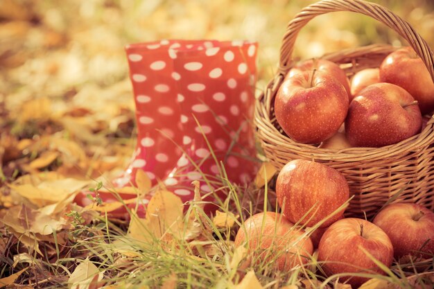 Autumn fruits outdoors. Basket of red apples. Thanksgiving holiday concept