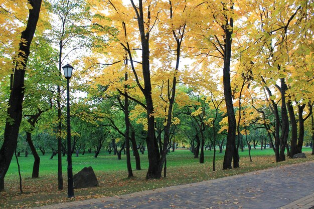 Autumn fun colors of autumn alley in the sunny evening autumn park