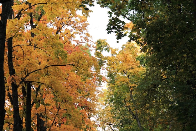 Autumn fun colors of autumn border of green and yellow inflorescence of autumn