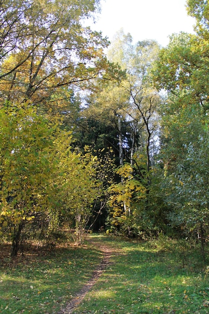 Autumn fun colors of autumn path leading to the fairy tale of autumn