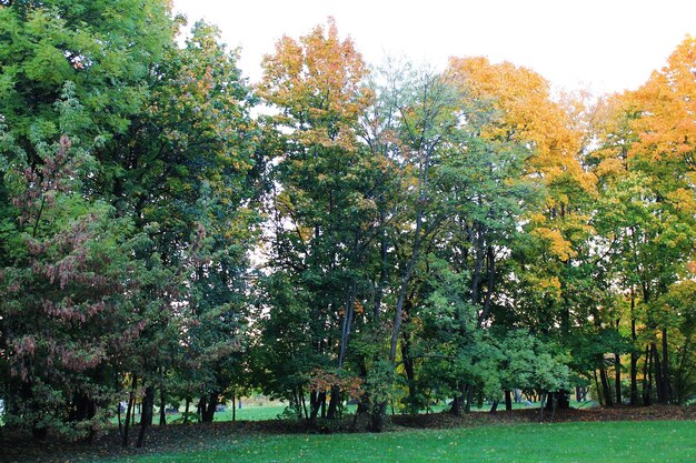 写真 紅葉の秋のワルツの木の秋の楽しい色