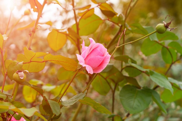 Photo autumn garden bush with late season pink rose flower close up with thorns