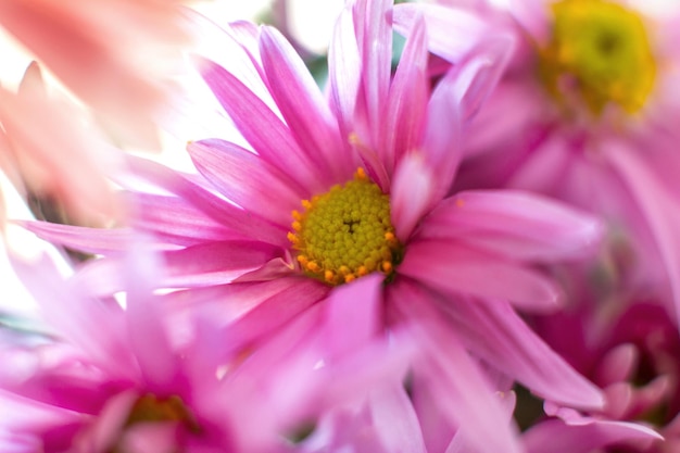 Autumn garden chrysanthemum flower