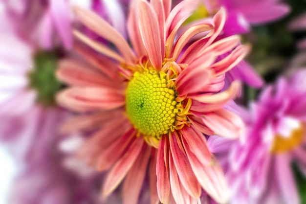 Autumn garden chrysanthemum flower