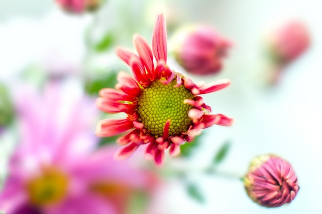 Autumn garden chrysanthemum flower