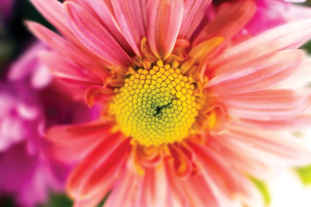 Autumn garden chrysanthemum flowera