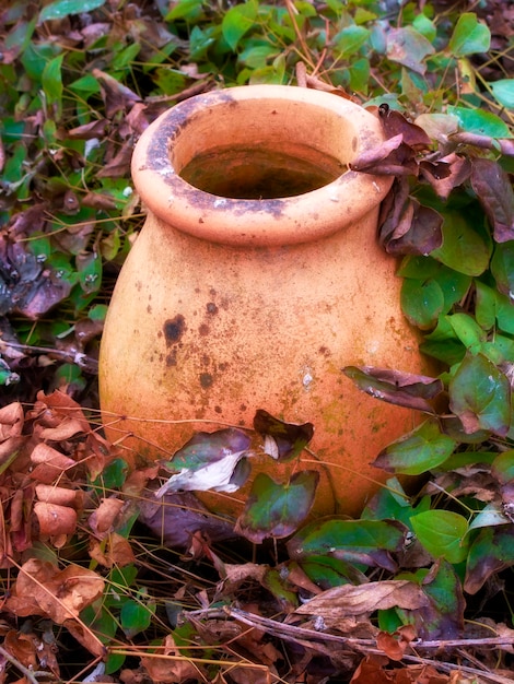 Autumn garden The garden in autumn