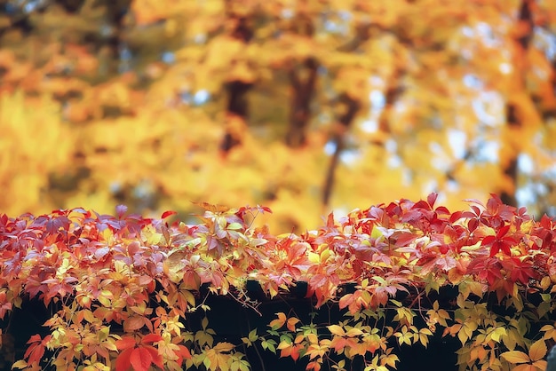 autumn in germany / city park in europe, germany autumn landscape