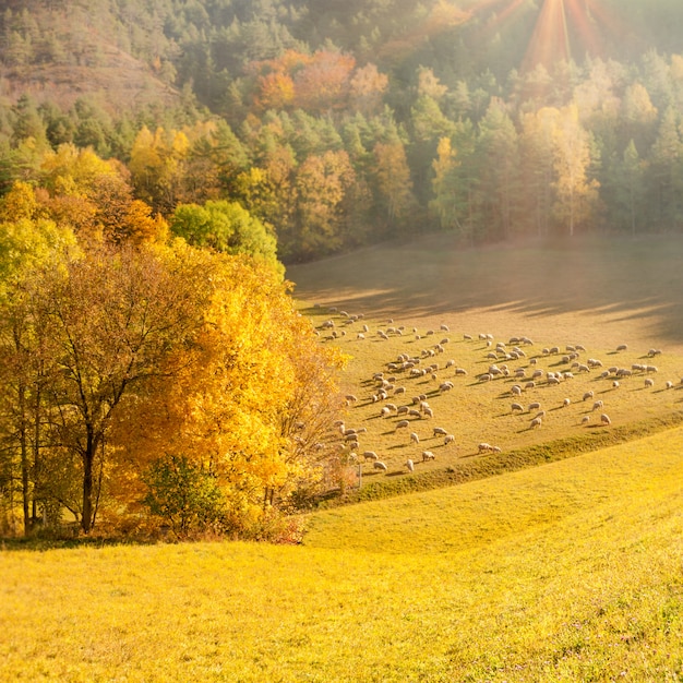 Foto autunno in germania