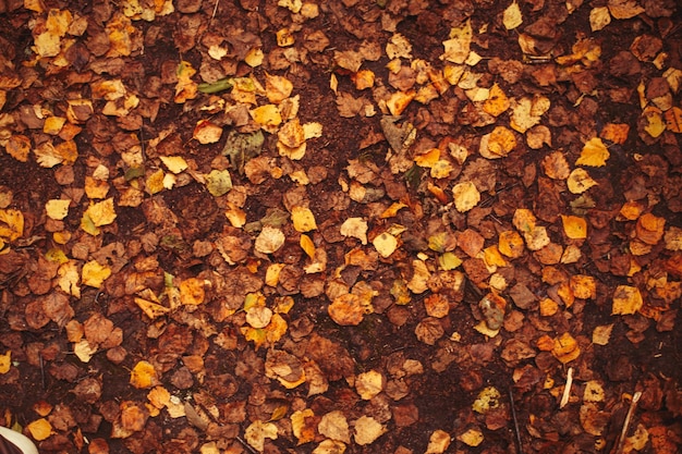 Осенние золотые падающие листья фон в лесу