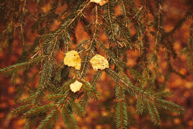 Autumn golden falling Leaves on a green spruce tree