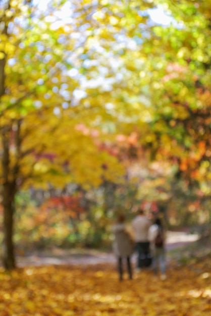 Autumn golden forest blured background